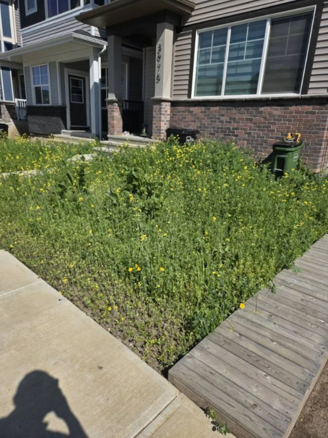 Finished front yard with sod, shrubs and rock beds
