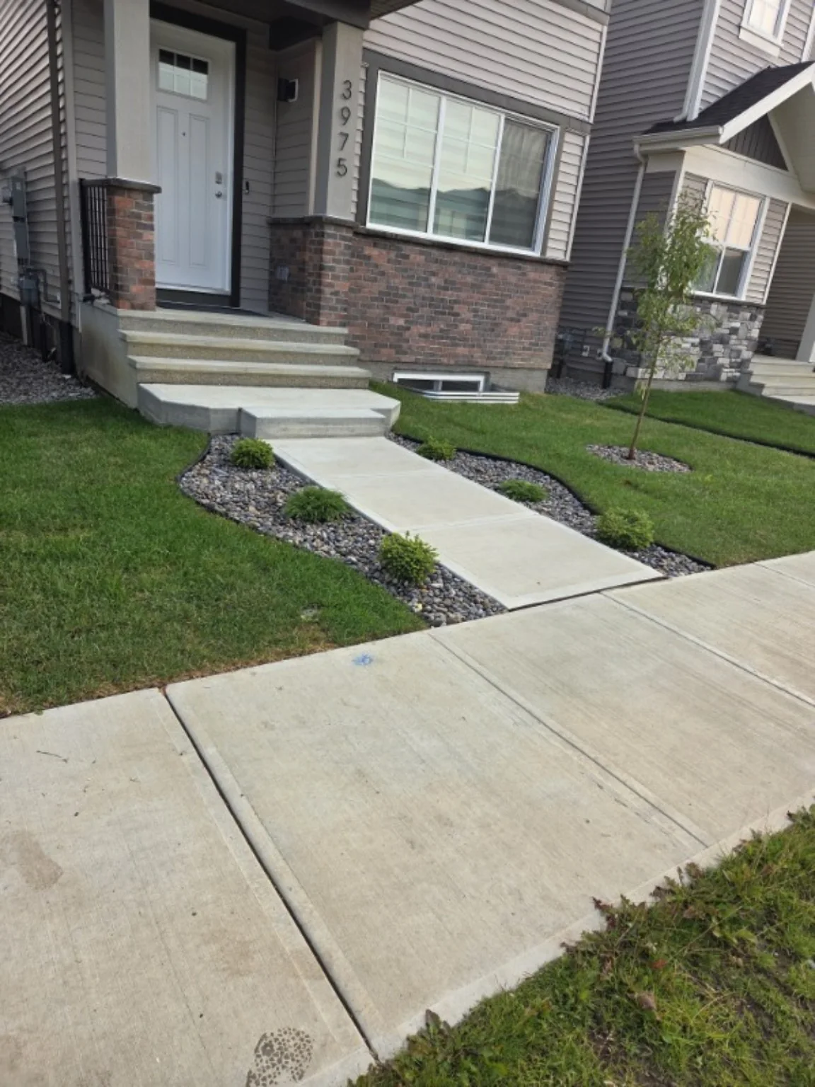 Overgrown front yard before landscaping
