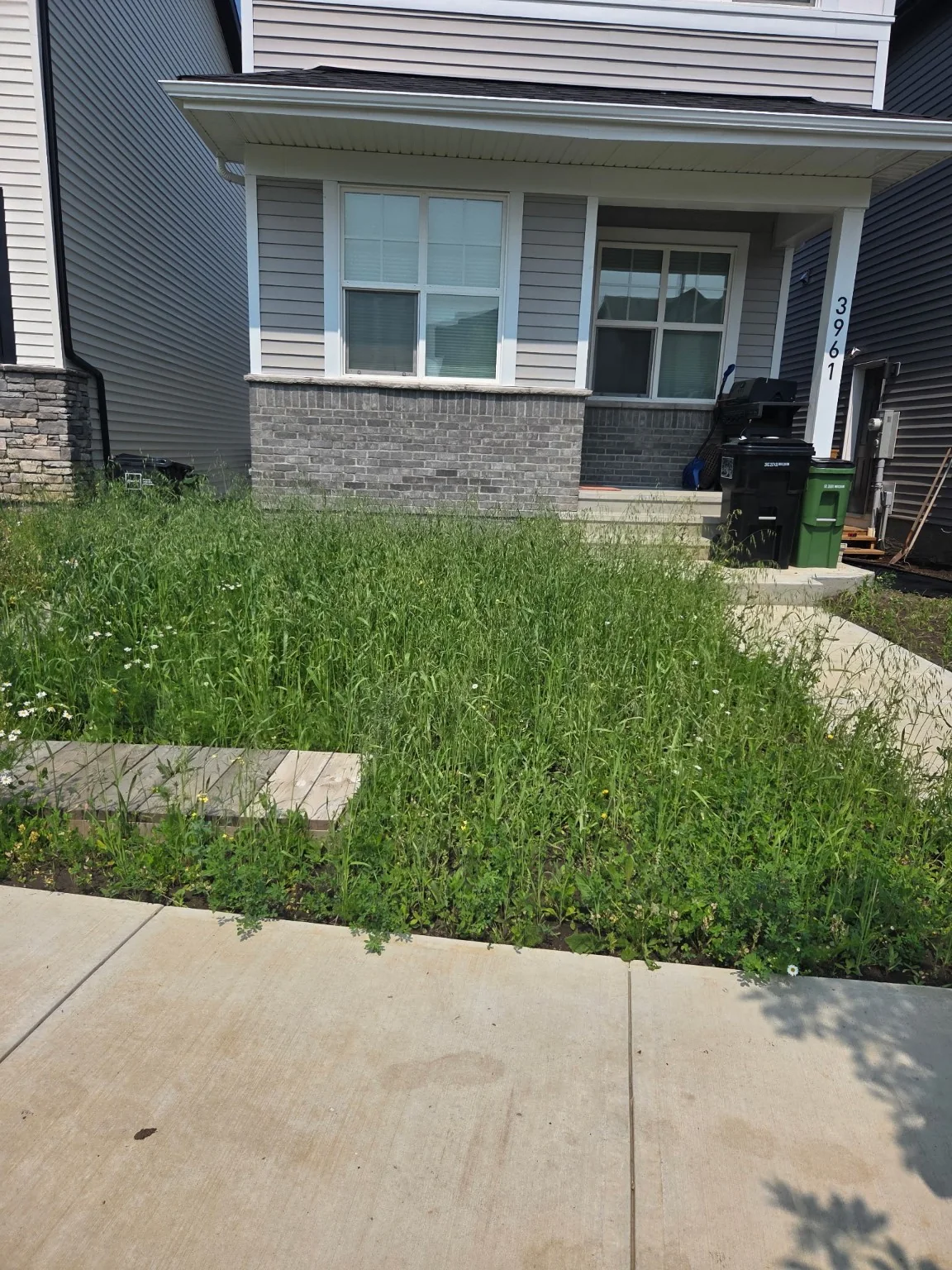 Overgrown front yard before landscaping